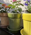 Doniczka ceramiczna z podstawką, z żebrowanym wzorem Ø14, zielona - Polnix