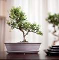 Doniczka do bonsai 19x13, kremowa - Polnix