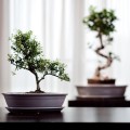 Doniczka do bonsai 32x24, kremowa - Polnix