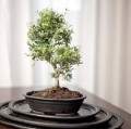 Doniczka do bonsai 19x13, czarna mat - Polnix