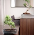 Doniczka do bonsai 19x13, czarna mat - Polnix