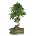 Doniczka do bonsai 19x13, zielona - Polnix