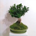 Doniczka do bonsai 25x18, zielona - Polnix