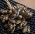 Chwost zawieszka Brown Cowrie Shell Tassel BAZAR BIZAR