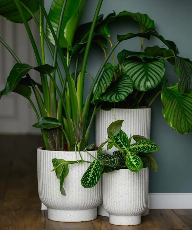 donice do salonu, natural home decor
