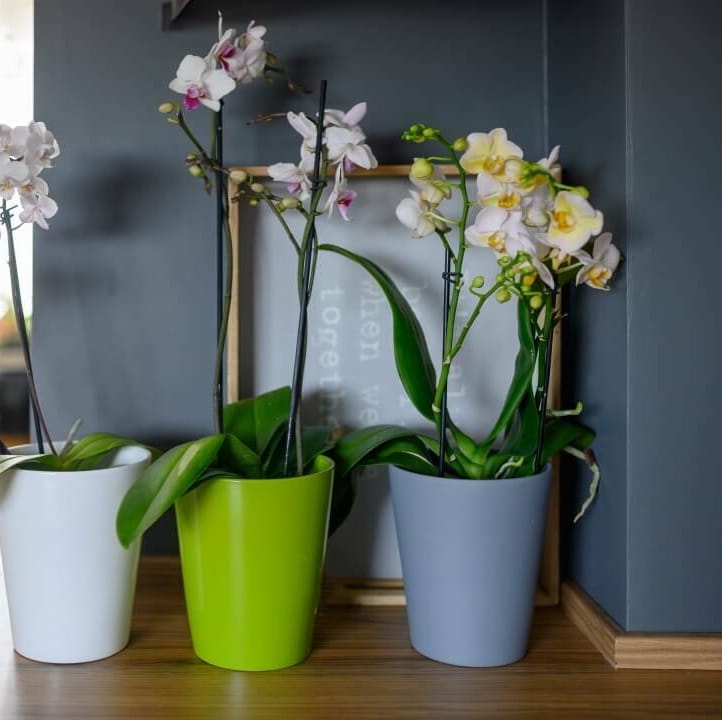 osłonka na storczyka, natural home decor