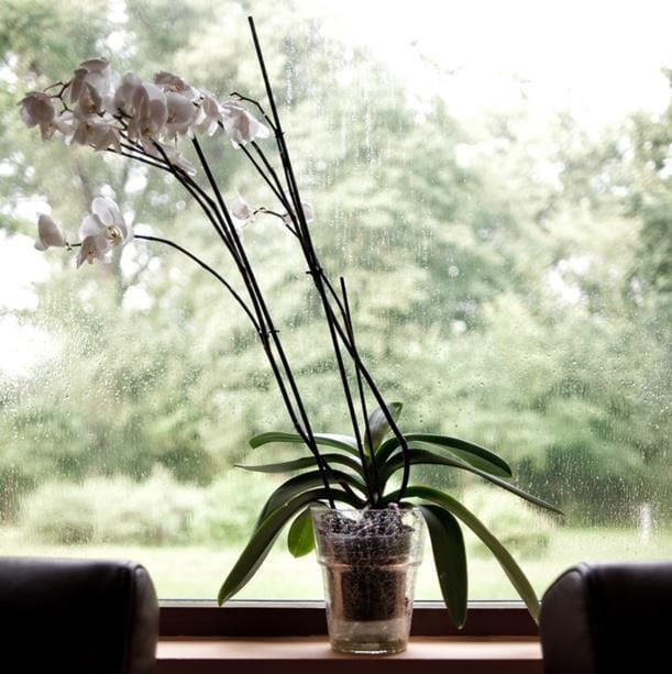 osłonka na storczyka, natural home decor