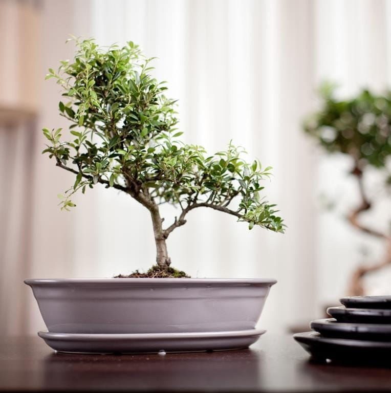 doniczka bonsai, natural home decor