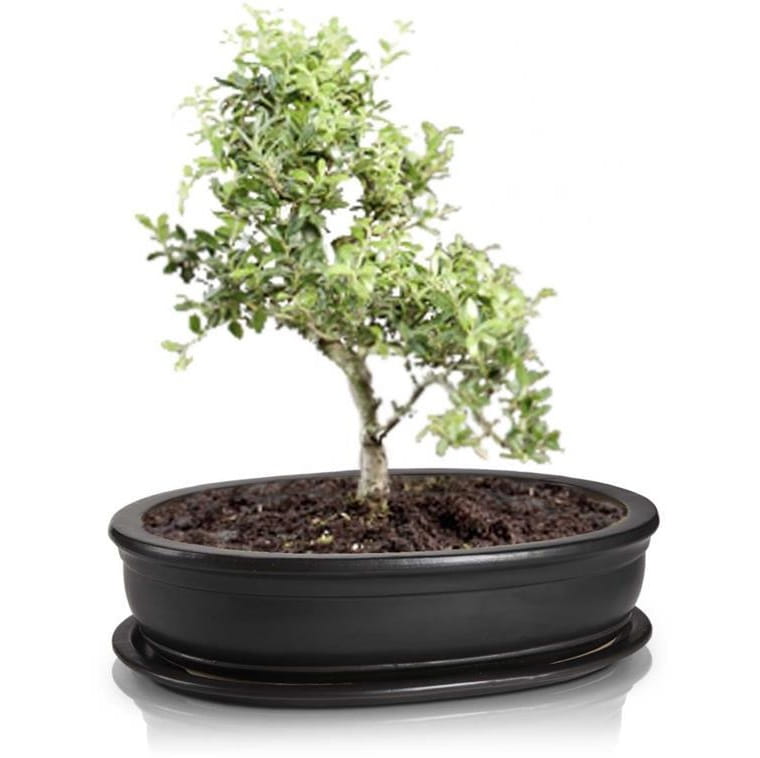 doniczka bonsai, natural home decor