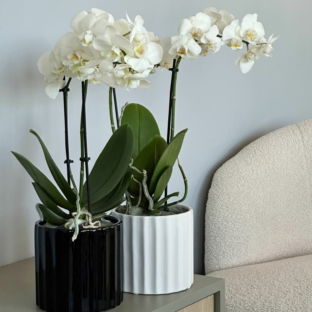 ceramiczna osłonka biała, natural home decor