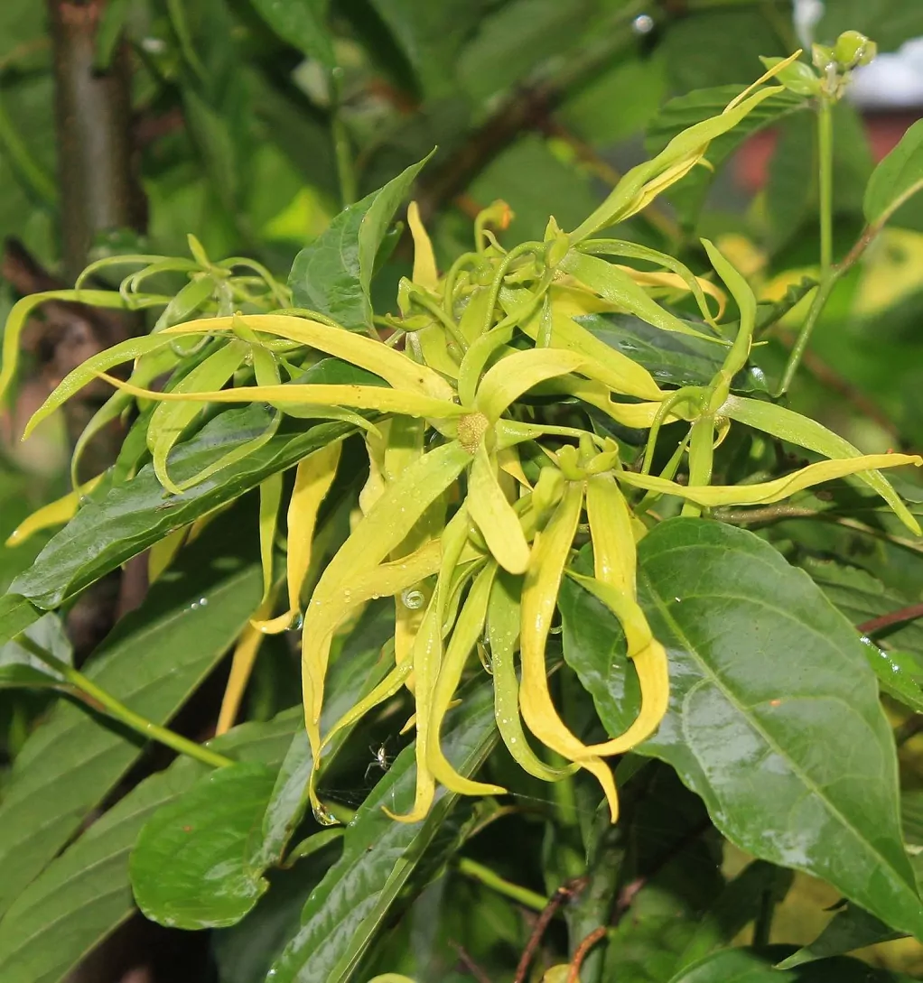 jak stosować olejek ylang ylang